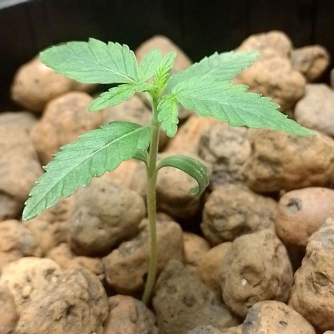 Nirvi growlog timeline photo