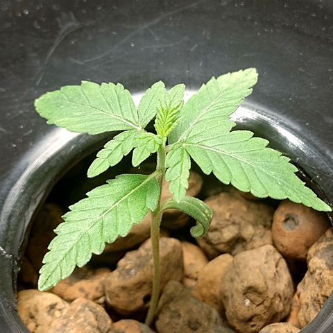 Nirvi growlog timeline photo
