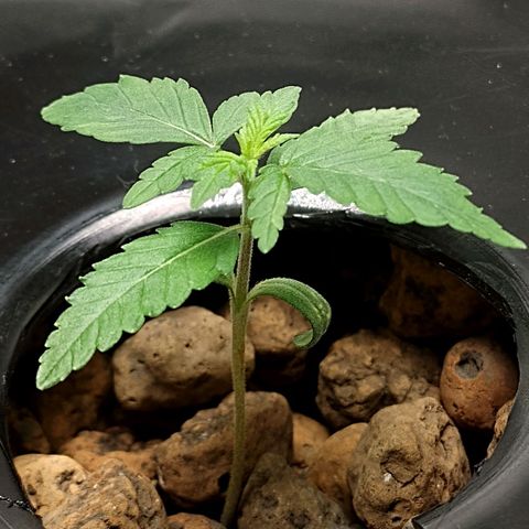 Nirvi growlog timeline photo