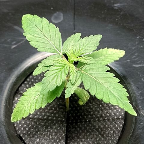 Nirvi growlog timeline photo