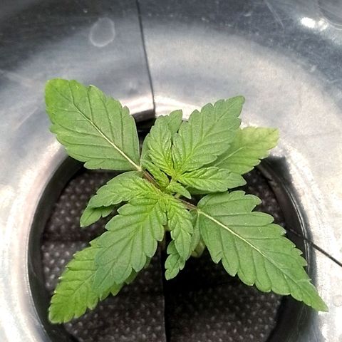 Nirvi growlog timeline photo
