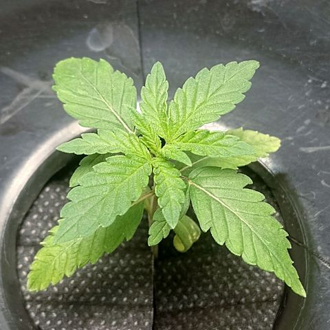 Nirvi growlog timeline photo