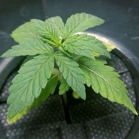 Nirvi growlog photo: Las hojas de abajo están medias amarillentas, tenía el medidor de ph descalibrado, la SN estaba en ph 7
