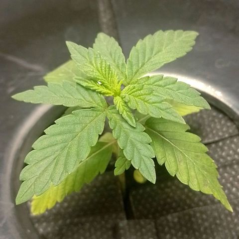 Nirvi growlog timeline photo