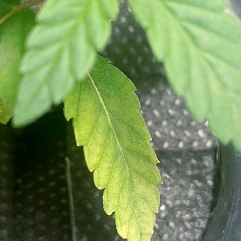 Nirvi growlog photo: Lo amarillento seguramente se porque el ph estuvo mínimamente horas o uno dos días cómo máximo en 7.