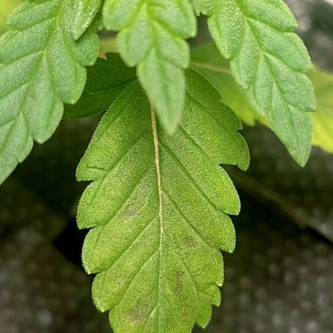 Nirvi growlog photo: Esas manchas aparecieron por primera vez hoy.