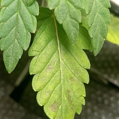 Nirvi growlog timeline photo