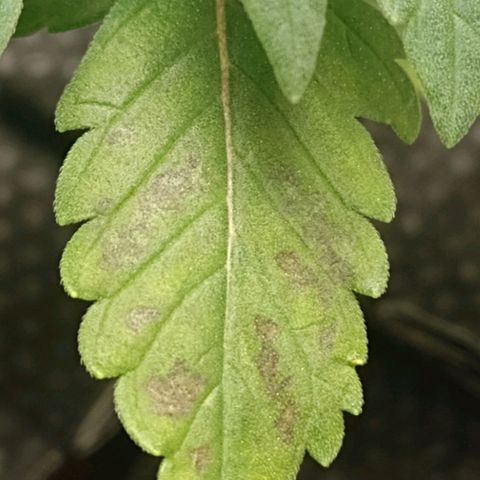 Nirvi growlog timeline photo
