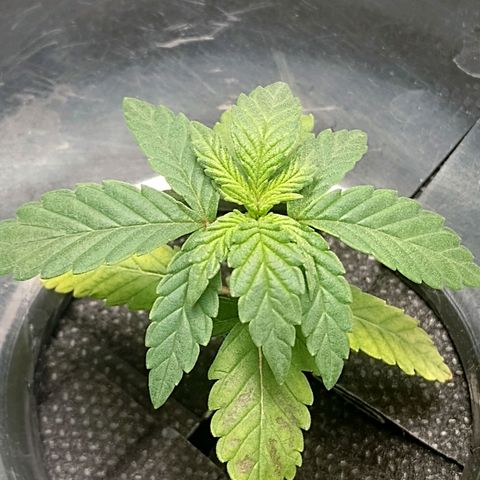 Nirvi growlog timeline photo