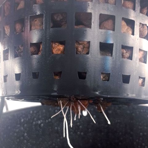Nirvi growlog timeline photo
