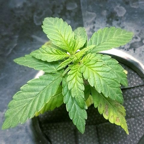 Nirvi growlog timeline photo