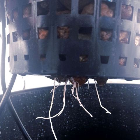 Nirvi growlog timeline photo