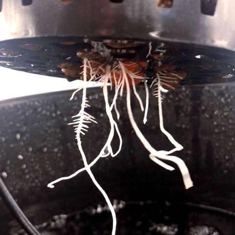 Nirvi growlog timeline photo