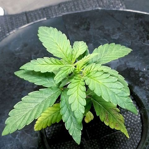 Nirvi growlog timeline photo