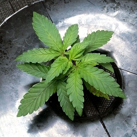 Nirvi growlog timeline photo