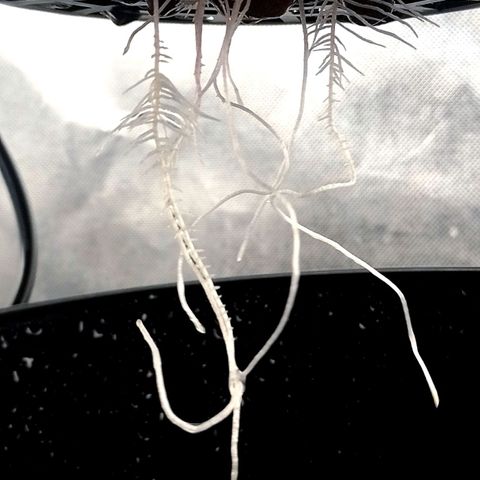 Nirvi growlog timeline photo