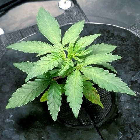 Nirvi growlog timeline photo