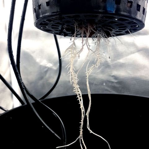 Nirvi growlog timeline photo