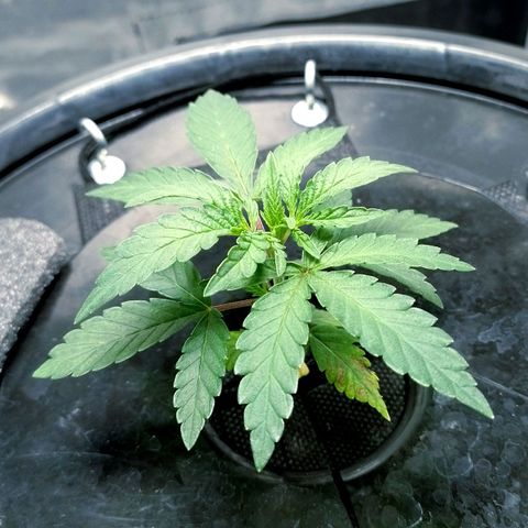 Nirvi growlog timeline photo