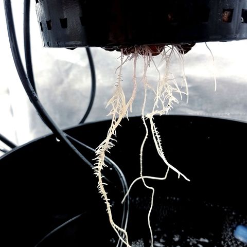 Nirvi growlog timeline photo