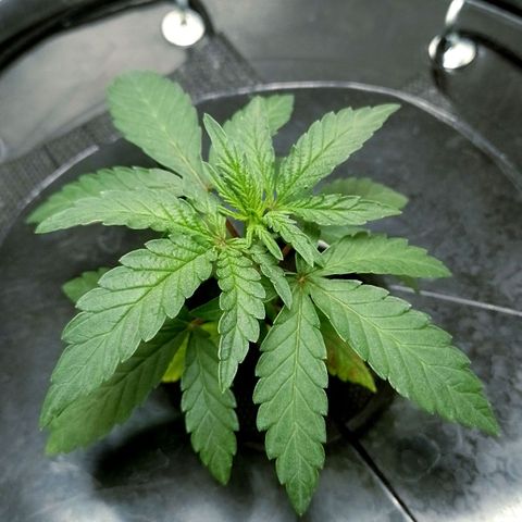 Nirvi growlog timeline photo