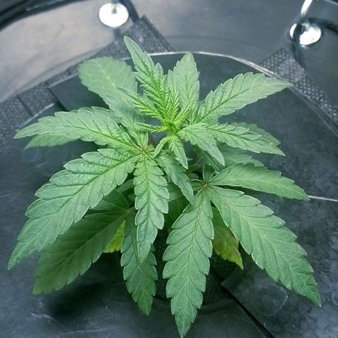 Nirvi growlog timeline photo