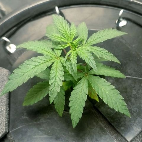 Nirvi growlog timeline photo