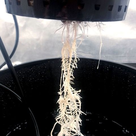 Nirvi growlog timeline photo