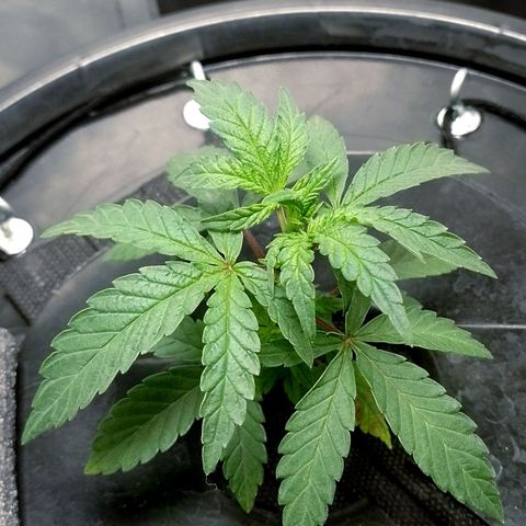 Nirvi growlog timeline photo