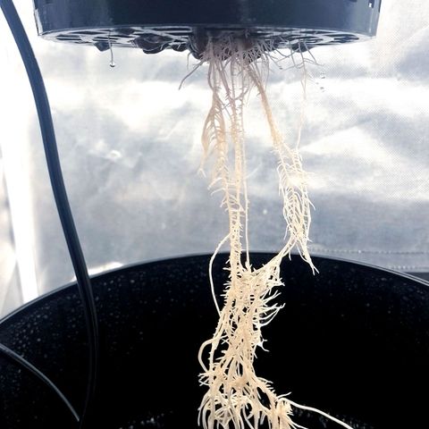 Nirvi growlog timeline photo