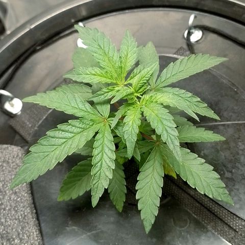 Nirvi growlog timeline photo