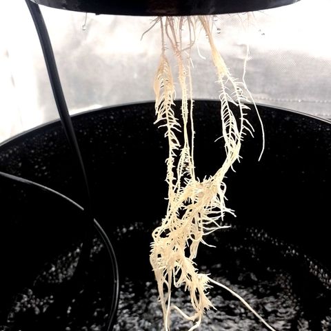 Nirvi growlog timeline photo