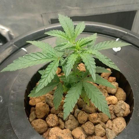 Nirvi growlog timeline photo
