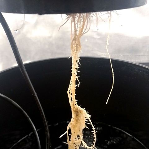 Nirvi growlog timeline photo