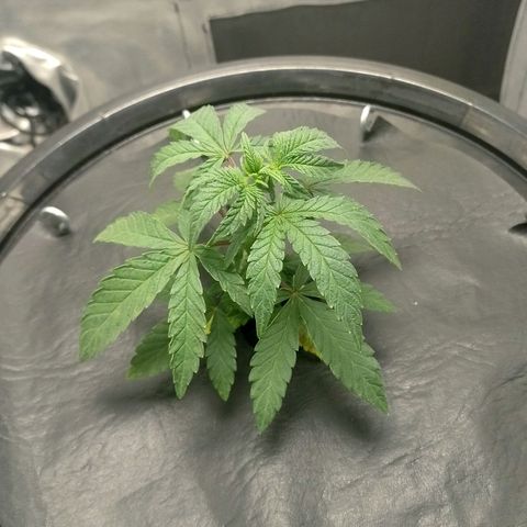 Nirvi growlog timeline photo