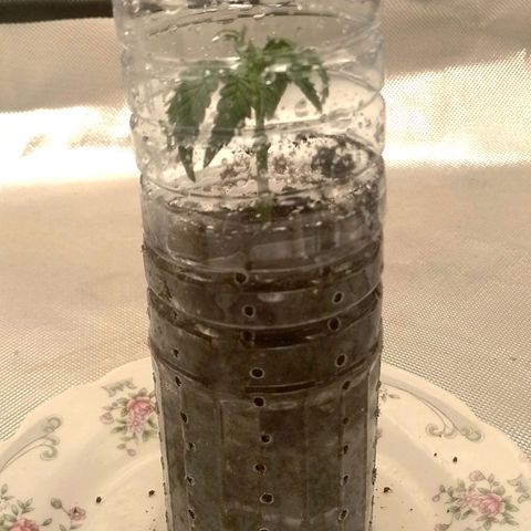 Nirvi growlog photo: Estos últimos días de calor hicieron que el agua este entre 25-28°, las se formaron algas en las raices y empezaron a morir, hice un esqueje y la pasé a sustrato. Hasta no tener aire cultivar en hidro no es viable en casa.