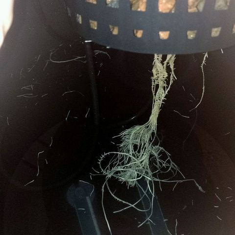 Nirvi growlog photo: Estos últimos días de calor hicieron que el agua este entre 25-28°, las se formaron algas en las raices y empezaron a morir, hice un esqueje y la pasé a sustrato. Hasta no tener aire cultivar en hidro no es viable en casa.