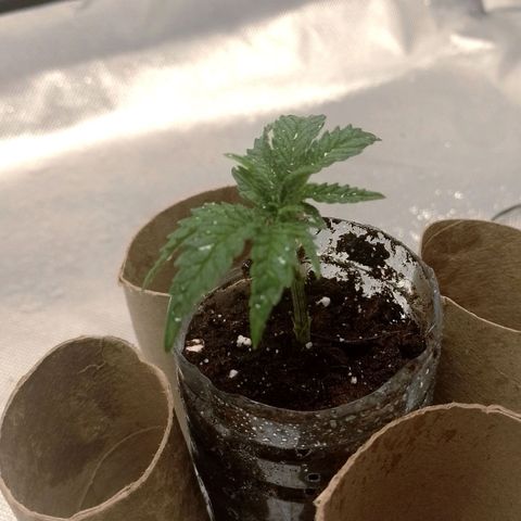 Nirvi growlog timeline photo