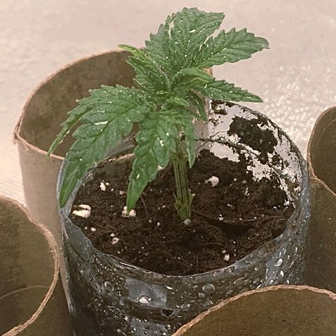 Nirvi growlog timeline photo