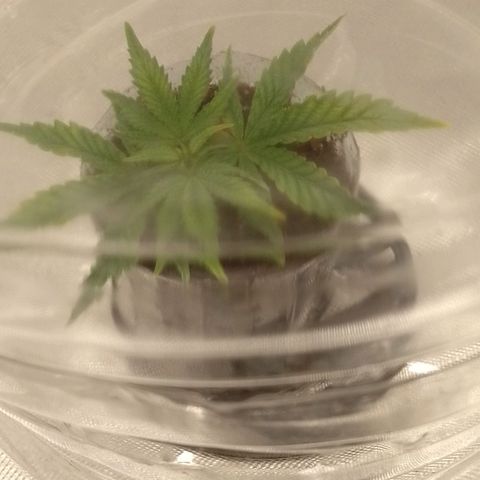 Nirvi growlog timeline photo