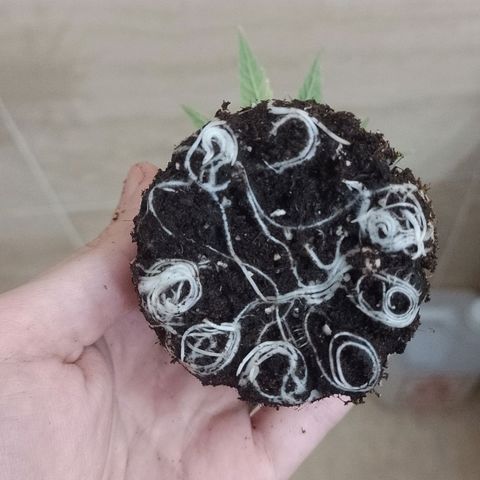 Nirvi growlog timeline photo