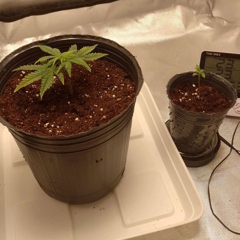 Nirvi growlog timeline photo