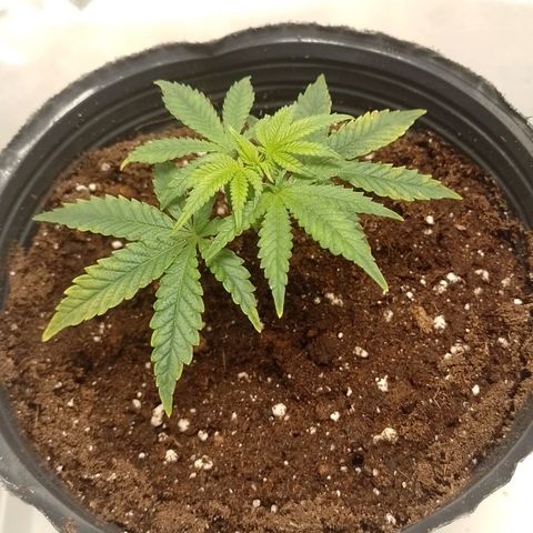 Nirvi growlog timeline photo