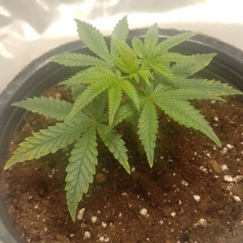 Nirvi growlog timeline photo