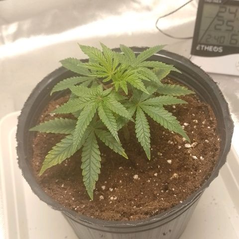 Nirvi growlog timeline photo