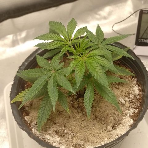 Nirvi growlog timeline photo