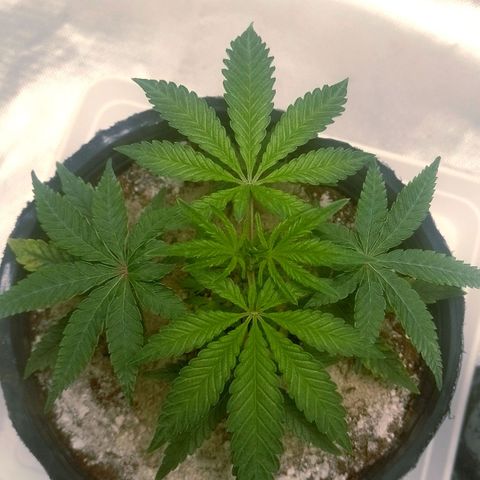 Nirvi growlog timeline photo