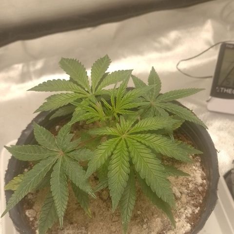 Nirvi growlog timeline photo