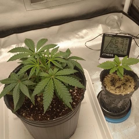 Nirvi growlog timeline photo