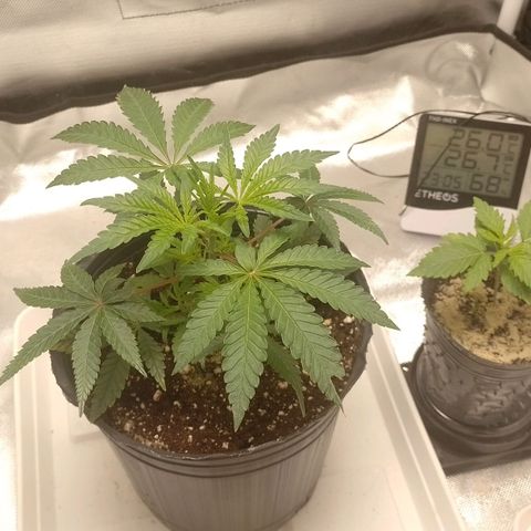 Nirvi growlog timeline photo